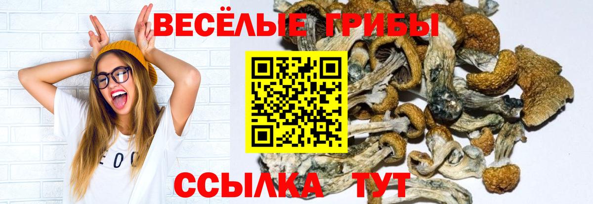 Киреевск  наркота  Вход с VPN  Псилоцибиновые грибы мицелий 